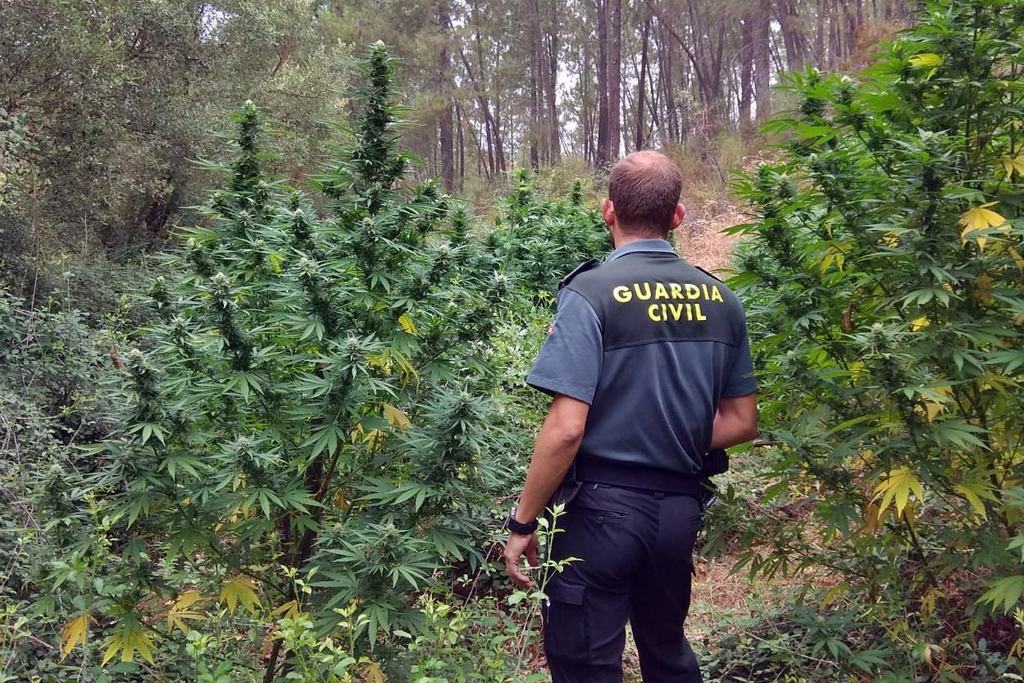 La Guardia Civil interviene más de un centenar de plantas de marihuana ocultas en explotaciones y vegetación forestal
