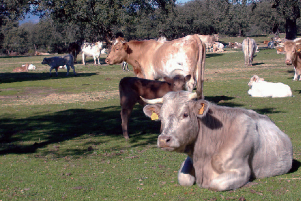 Las solicitudes de ayudas asociadas al mantenimiento de vacas nodrizas, en trámite de audiencia