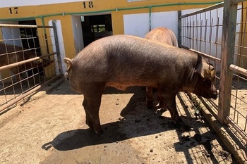 El CENSYRA celebrará en junio una subasta de 23 machos de ganado porcino de la raza Duroc