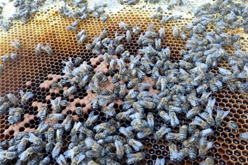 20190114 abejas reinas normal 3 2