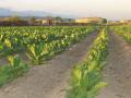 Extremadura. Abonan casi 4,3 millones a más de 800 perceptores extremeños de ayudas agroambientales a la producción de tabaco