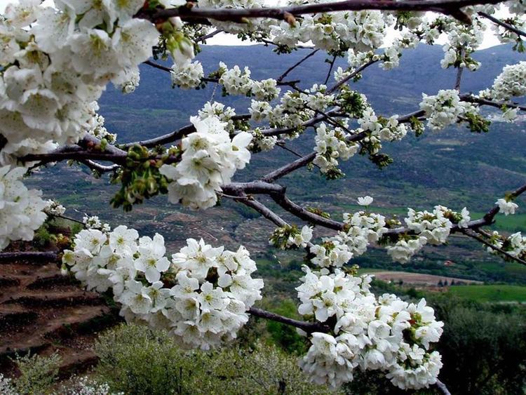 Normal concurso fotografico primavera y cerezo en flor 2015 valle del jerte
