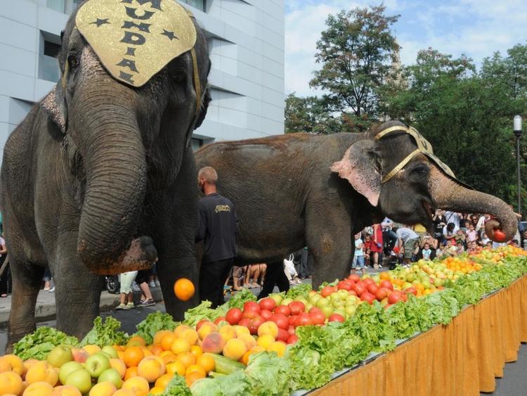 Normal el desayuno gigante de los elefantes caceres