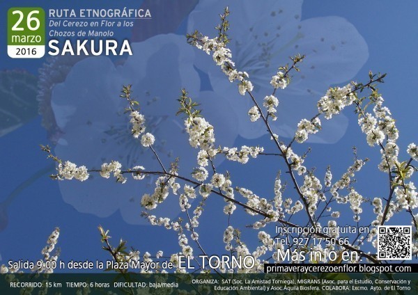 Normal ruta etnografica sakura del cerezo en flor a los chozos de manolo