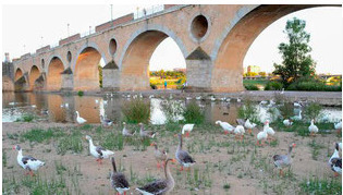 Ponencia:Los gansos del Guadiana y el control de las especies invasoras en Badajoz