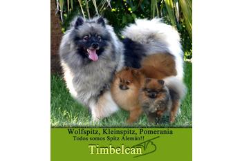Timbelcan. Pomeranias y Keeshond