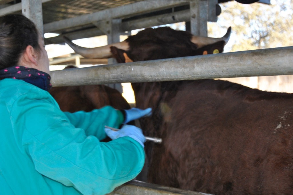 La Junta confirma un caso de la enfermedad hemorrágica epizoótica en una explotación de bovino de Villanueva del Fresno