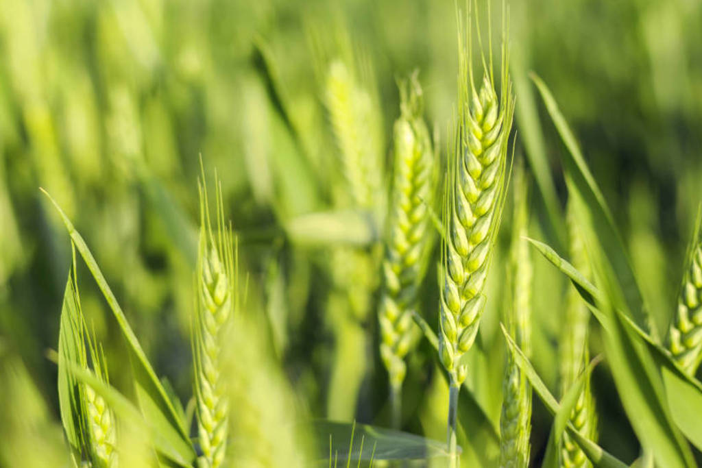 La Junta de Extremadura elabora un manual informativo sobre las plagas del trigo