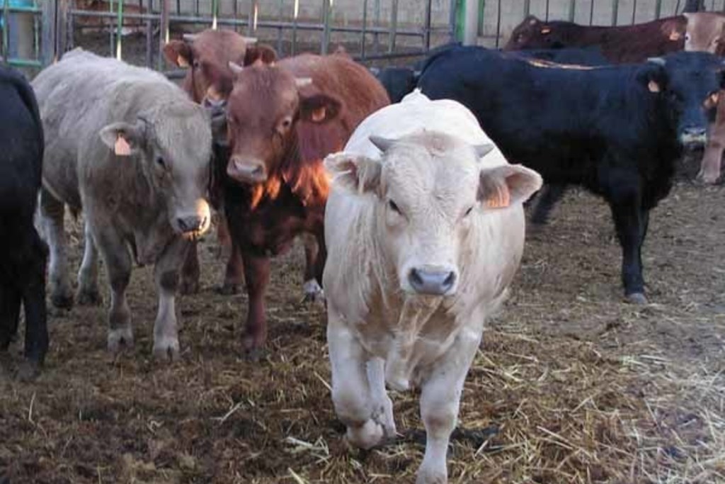Agricultura abona 37,5 millones de euros a 6.461 perceptores del pago de ayuda a la vaca nodriza