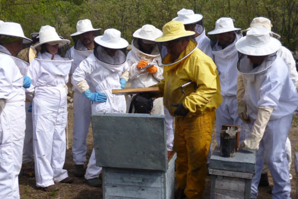 El DOE publica la convocatoria de ayudas destinadas a mejorar las condiciones de producción y comercialización de los productos de la apicultura