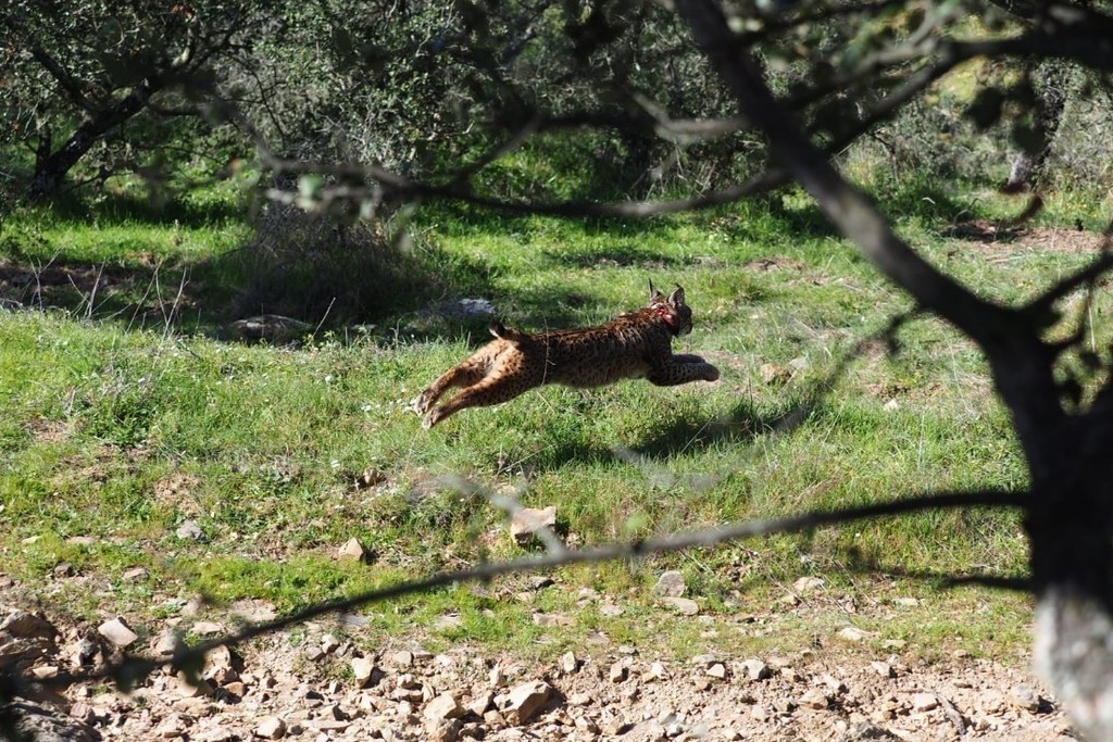 El programa de recuperación y conservación ex situ del lince ibérico incrementa la población de conejos y perdices en Extremadura