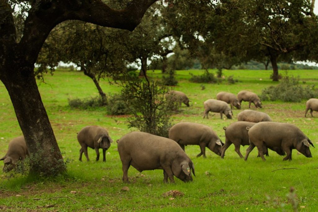 La Junta de Extremadura solicita al Gobierno central medidas de apoyo al sector del porcino ibérico