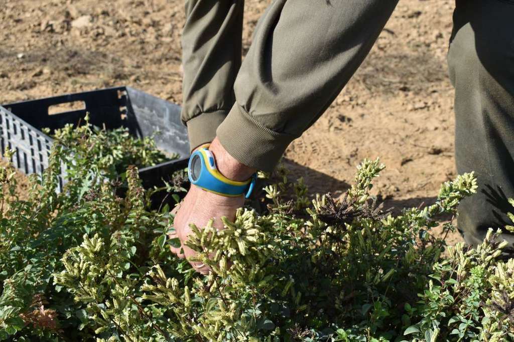 CICYTEX edita un manual informativo para el cultivo del orégano en Extremadura