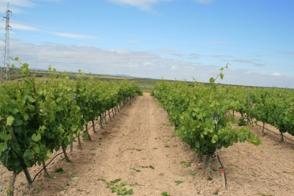 La Junta ha ejecutado el 99,9 por ciento de los fondos asignados para el programa de apoyo al sector vitivinícola