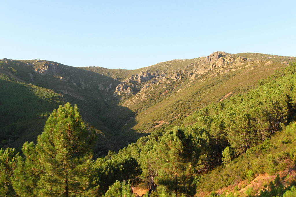 La Junta publica un convenio de colaboración para reforestar 50 hectáreas en Villanueva de la Sierra