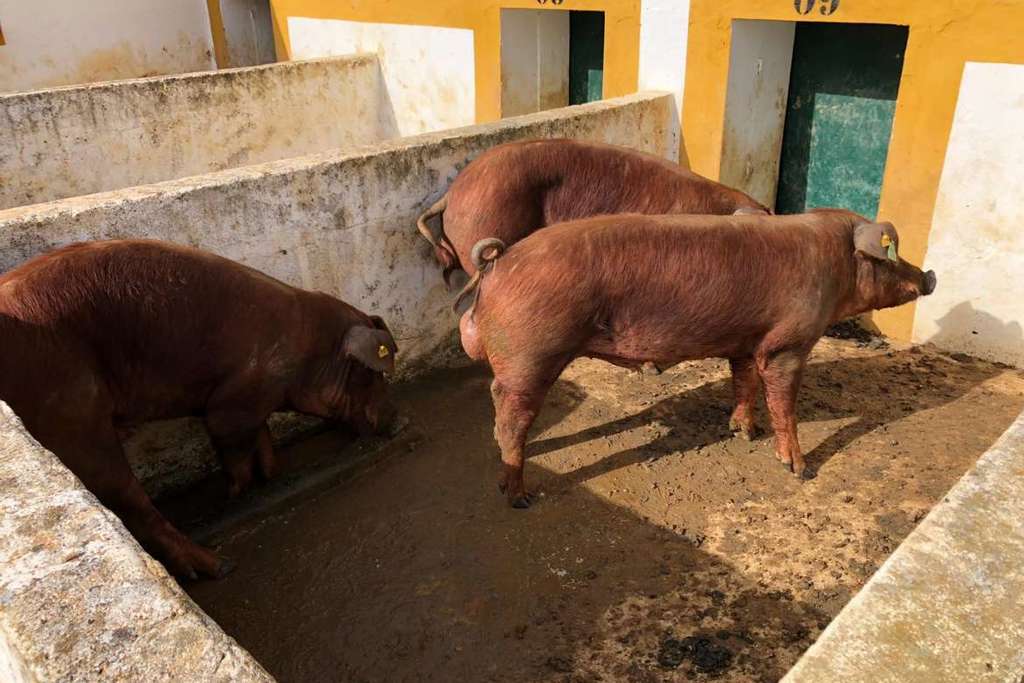 El CENSYRA subastará en marzo 48 ejemplares de ganado porcino raza duroc