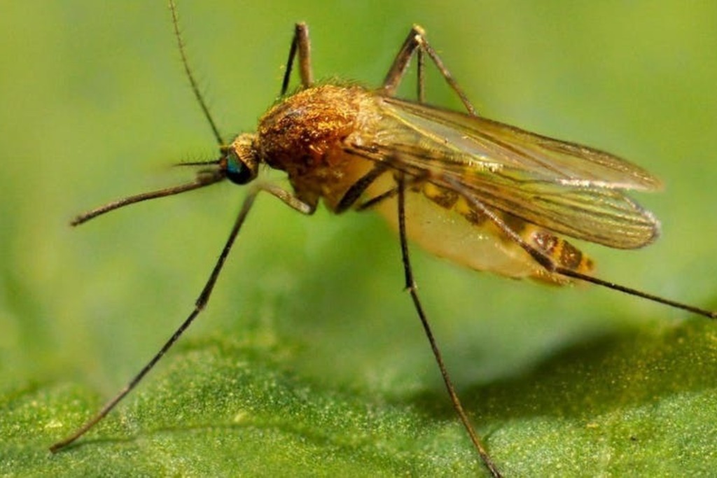 Extremadura notifica el primer caso de virus del Nilo en humano