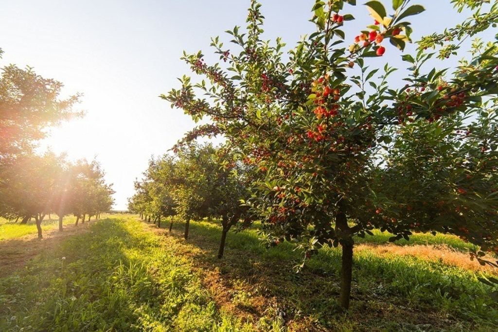 Publicadas las ayudas a la mejora y modernización de explotaciones agrarias mediante nuevas plantaciones frutícolas