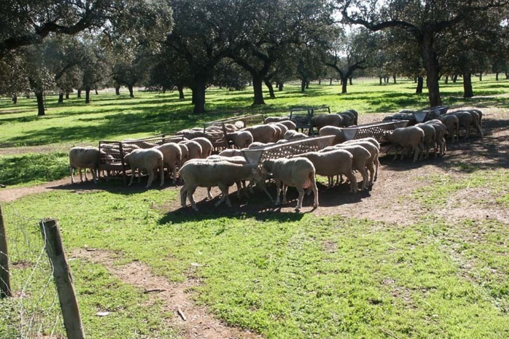 Agricultura publica el trámite de audiencia de las ayudas a explotaciones ovinas y caprinas con dificultades de comercialización durante la alarma