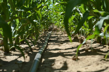 Agricultura resuelve favorablemente 186 solicitudes para la implantación de riego eficiente por un importe superior a 2,3 millones de euros