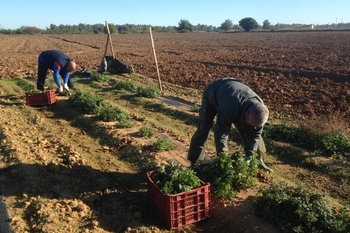 La Junta de Extremadura publica la resolución de las solicitudes de calificación de agricultor a título principal