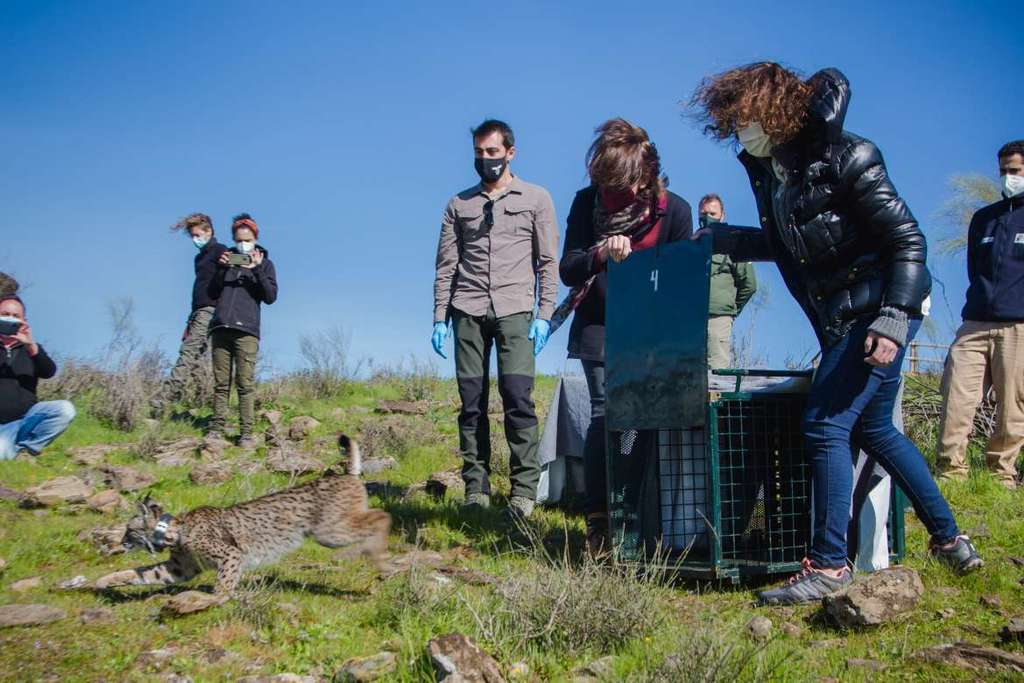 La Junta de Extremadura reforzará las medidas para la conservación del lince en la región