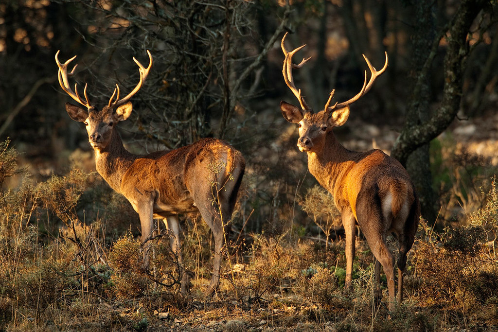 El Patronato del Parque Nacional de Monfragüe informa favorablemente sobre el plan y el programa de acción selectiva para el control de ciervos y jabalíes en el parque
