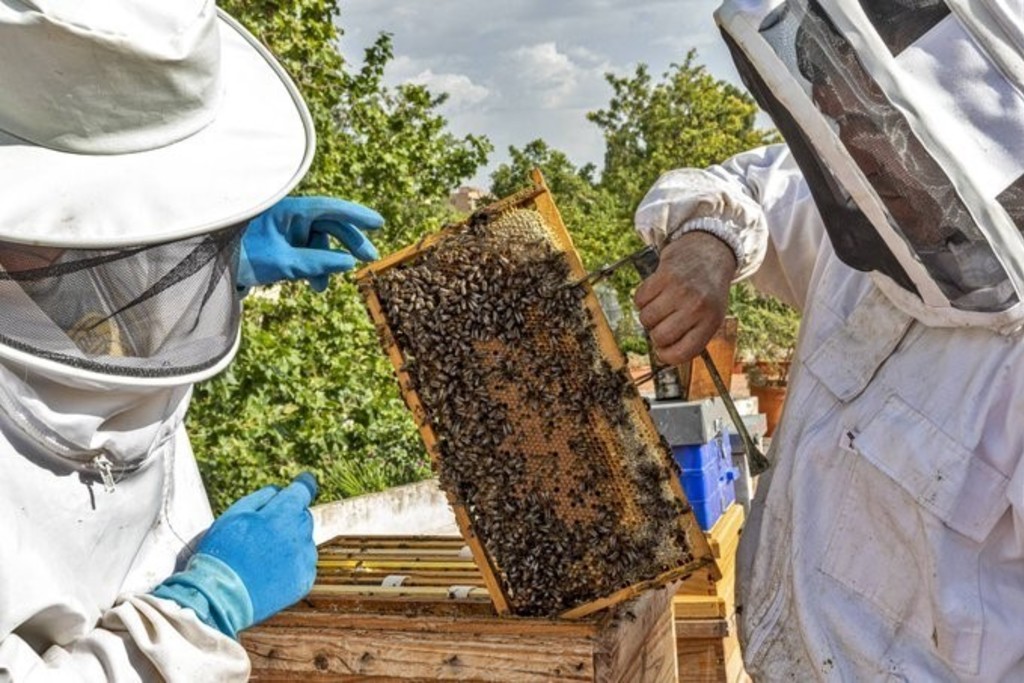 La Junta y el sector apícola coordinan alegaciones al borrador del decreto estatal para potenciar la investigación sobre la varroa