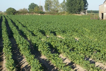 El Ministerio de Agricultura deniega a Extremadura el uso del 1,3-dicloropropeno para el cultivo del tabaco