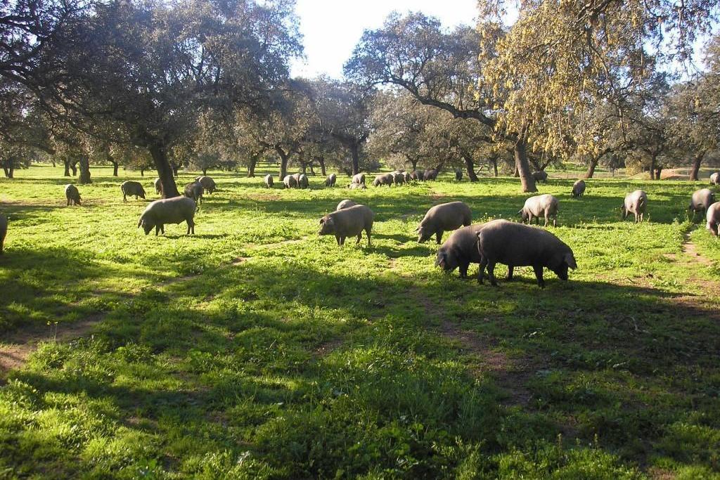 La Junta de Extremadura autoriza movimientos extraordinarios del ganado porcino en los aprovechamientos de montanera