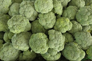 CICYTEX edita un manual del cultivo del brócoli en Extremadura