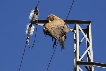 La Dirección General de Sostenibilidad publica el inventario de líneas eléctricas peligrosas para la avifauna en Extremadura