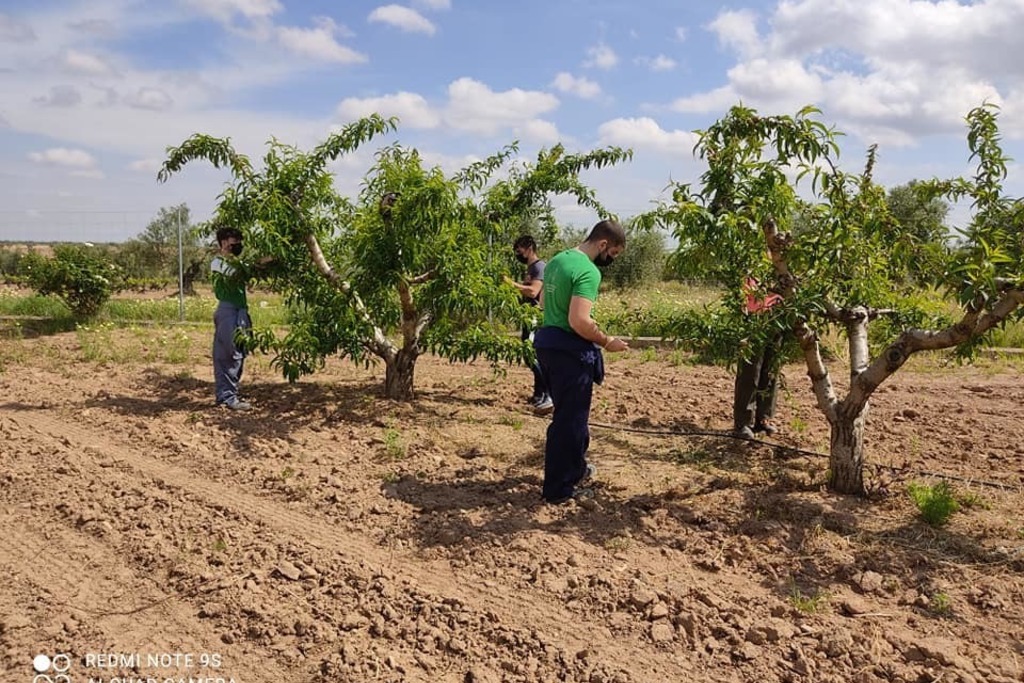 El Centro de Formación del Medio Rural de Villafranca acoge un curso de poda de frutal de hueso