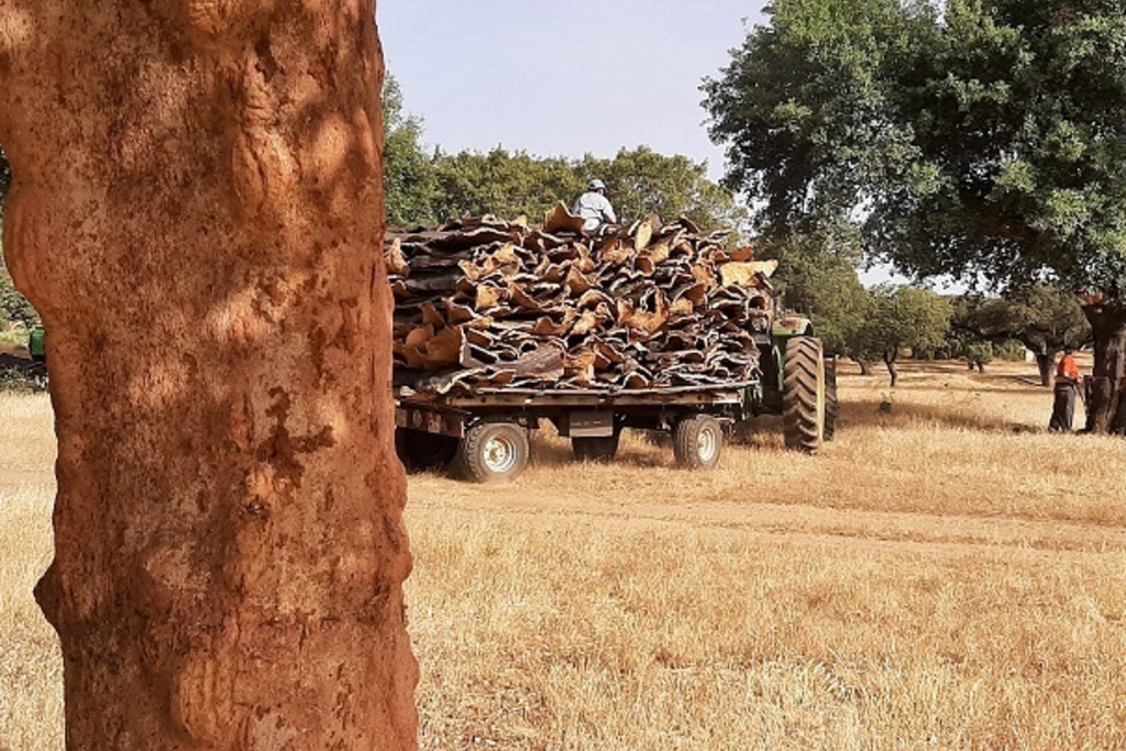 Política Forestal gestiona 1.571 permisos para sacar corcho esta temporada en Extremadura