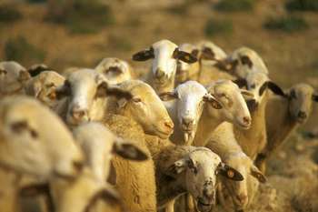 La Junta abona más de 8 millones de euros del saldo de las ayudas de ovino y caprino extremeño