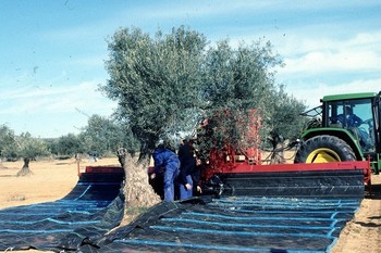 20220705 olivo recogiendo aceitunas en manta normal 3 2
