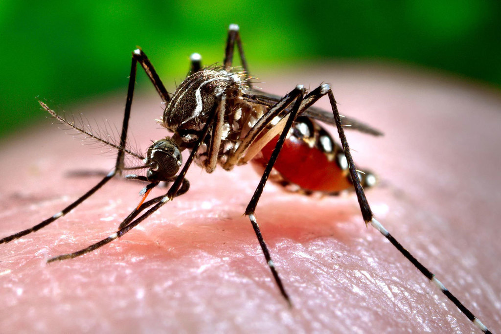 El SES y la UEX incorporan el Mosquito Alert dentro del programa de vigilancia del mosquito tigre