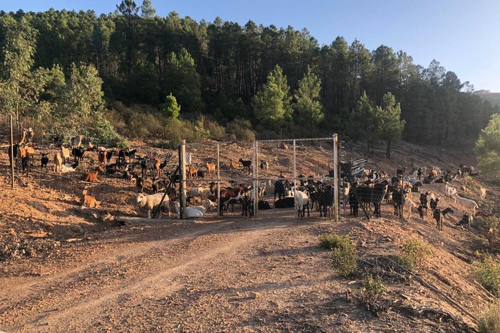 La Junta de Extremadura promueve el pastoreo como herramienta preventiva contra el fuego en el Valle del Río Guadarranquejo