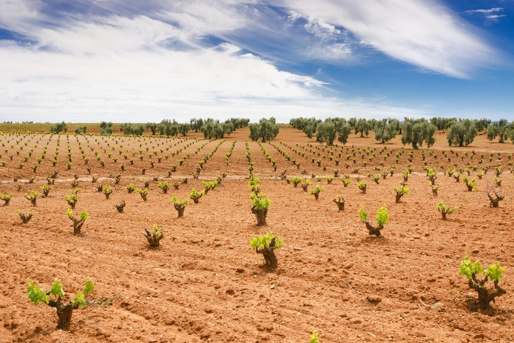 Extremadura ejecuta más del doble de los fondos asignados en reestructuración del viñedo