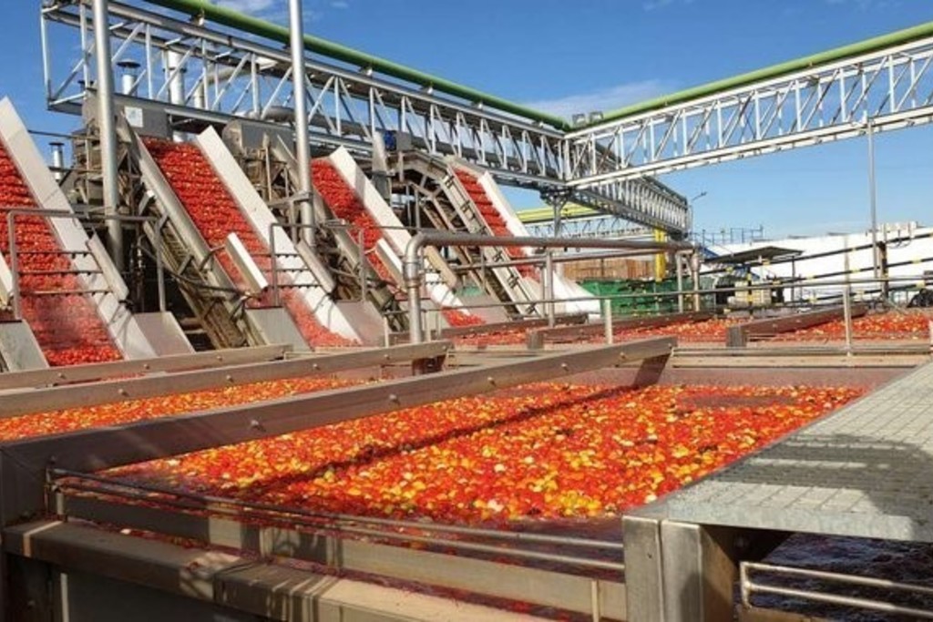 La Junta abona 2,4 millones de euros de anticipo de ayuda al cultivo de tomate para transformación
