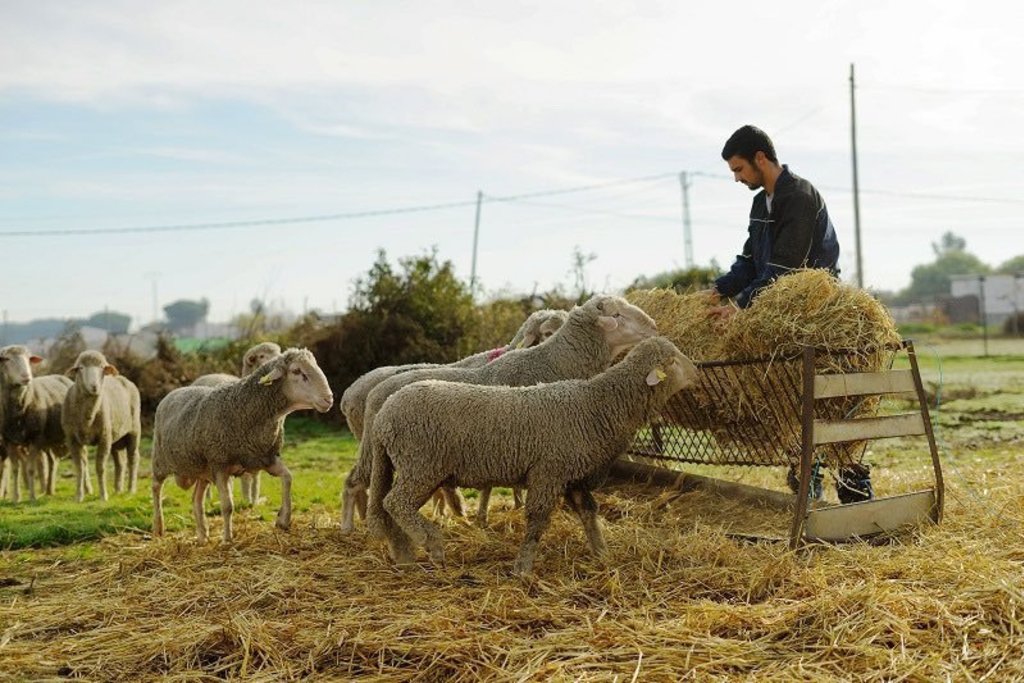 La nueva PAC será una herramienta crucial para impulsar el relevo generacional e incrementa en más de 35 millones de euros de las ayudas  asociadas a ganaderías de ovino y caprino