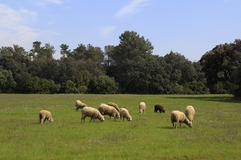 20230508 np agro foto de archivo ovejitas pastando normal 3 2