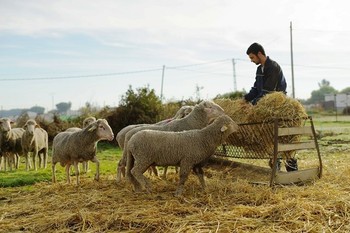 20230510 np agro foto de archivo ganadero ovejas normal 3 2