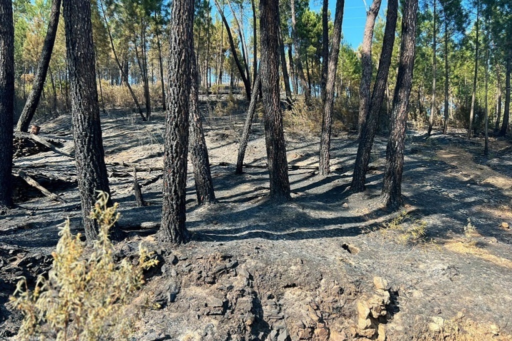 El incendio de Pinofranqueado y Gata ha afectado a 10.863 hectáreas según las primeras estimaciones