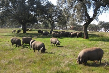 20230523 foto de archivo cerdos ibericos en montanera normal 3 2