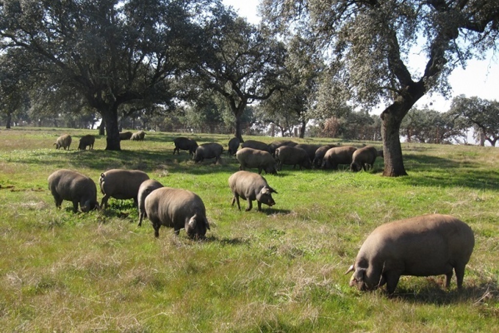 Agricultura publica las condiciones de manejo para el ganado porcino que da origen a productos de bellota