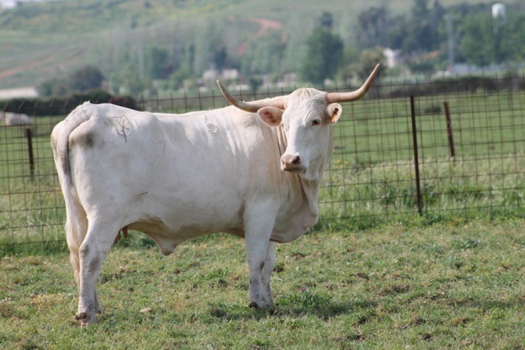 El Censyra comparte en un foro europeo actuaciones para conservar razas de ganado amenazadas como la vaca Blanca Cacereña y la gallina Extremeña Azul