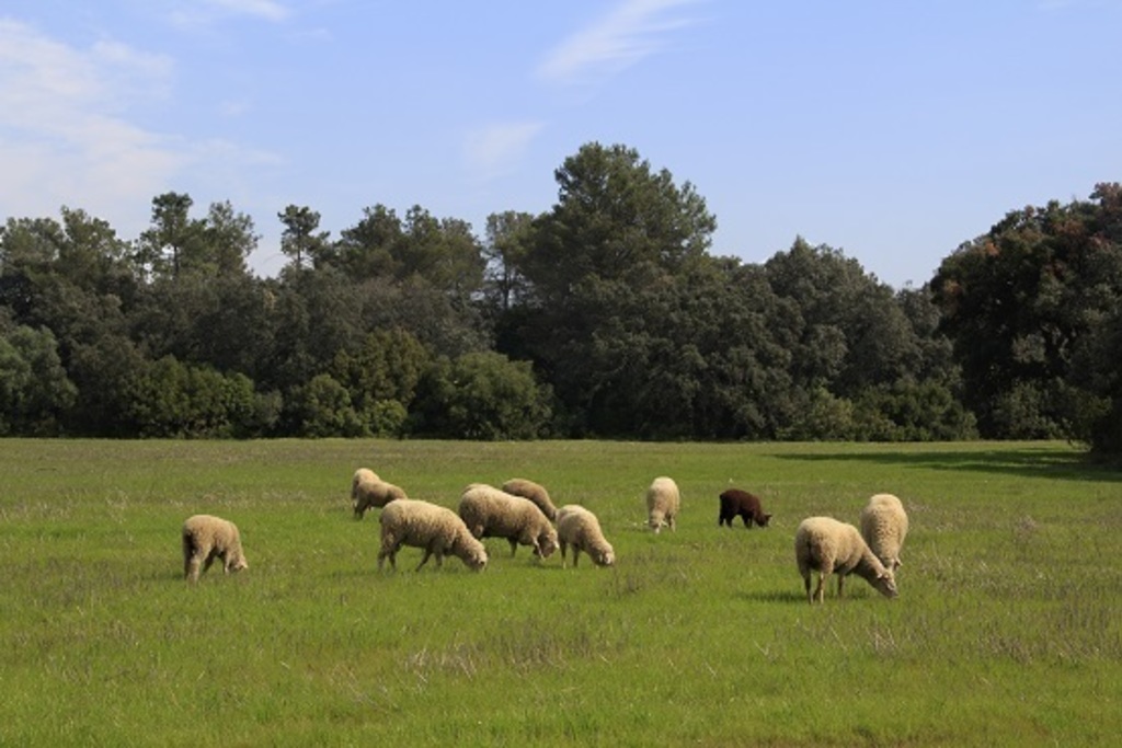 La Junta de Extremadura abona 3,9 millones de euros en ayudas asociadas al ovino y caprino