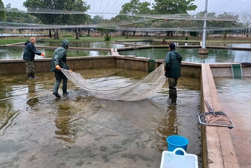 El Centro de Acuicultura 'Vegas del Guadiana' repuebla un coto de Zorita con peces Calandinos reproducidos y criados en sus instalaciones