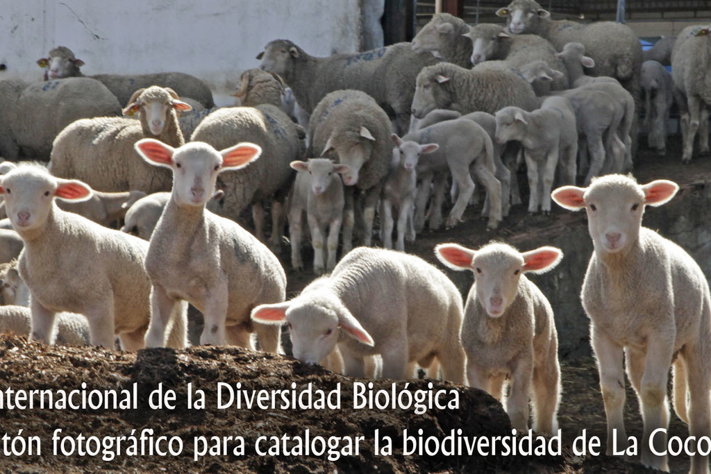La Diputación de Badajoz organiza un maratón fotográfico para catalogar la biodiversidad de La Cocosa